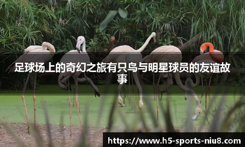 足球场上的奇幻之旅有只鸟与明星球员的友谊故事